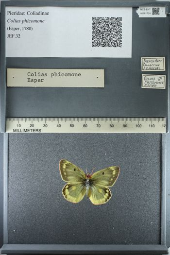 Media type: image;   Entomology 181774